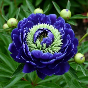 Пион Дримвивер купить по цене от 417р. в интернет-магазине «Посадика» с доставкой почтой в в Московскийе и по всей России – [изображение №1].