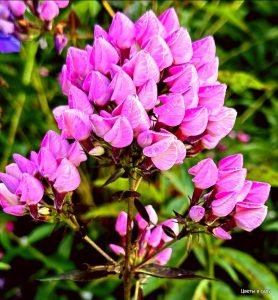 Флокс Бутоник купить по цене от 461р. в интернет-магазине «Посадика» с доставкой почтой в в Московскийе и по всей России – [изображение №1].