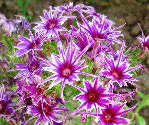 Флокс Звездное Кружево купить по цене от 361р. в интернет-магазине «Посадика» с доставкой почтой в в Московскийе и по всей России – [изображение №1].