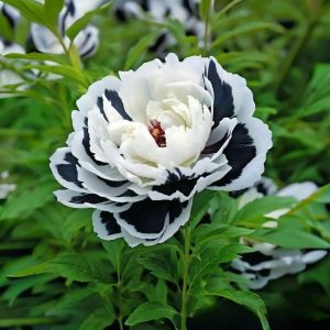 Пион Монохромный Шик купить по цене от 429р. в интернет-магазине «Посадика» с доставкой почтой в в Московскийе и по всей России – [изображение №1].