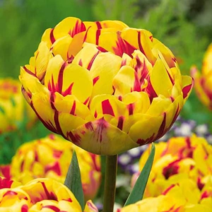 Тюльпан махровый Голден Ницц купить по цене от 361р. в интернет-магазине «Посадика» с доставкой почтой в в Московскийе и по всей России – [изображение №1].