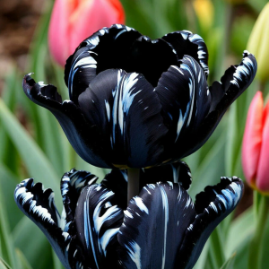 Тюльпан Шелк Нуар купить по цене от 219р. в интернет-магазине «Посадика» с доставкой почтой в в Московскийе и по всей России – [изображение №1].