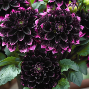 Георгин Лаванда Лейс купить по цене от 679р. в интернет-магазине «Посадика» с доставкой почтой в в Московскийе и по всей России – [изображение №1].