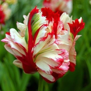 Тюльпан Эстелла Рижнвельд купить по цене от 500р. в интернет-магазине «Посадика» с доставкой почтой в в Московскийе и по всей России – [изображение №1].