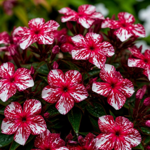 Флокс Ливер Гриммер купить по цене от 590р. в интернет-магазине «Посадика» с доставкой почтой в в Московскийе и по всей России – [изображение №1].