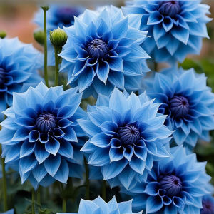 Георгин Вижапе купить по цене от 699р. в интернет-магазине «Посадика» с доставкой почтой в в Московскийе и по всей России – [изображение №1].