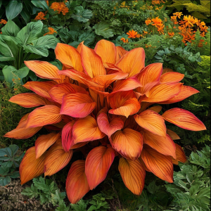 Хоста Солнечный Нектар купить по цене от 605р. в интернет-магазине «Посадика» с доставкой почтой в в Московскийе и по всей России – [изображение №1].