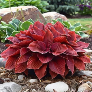 Хоста Малыш Шедевр купить по цене от 421р. в интернет-магазине «Посадика» с доставкой почтой в в Московскийе и по всей России – [изображение №1].