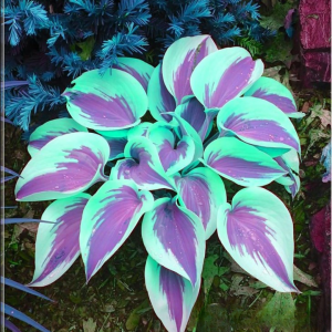 Хоста Висперин Бьюти купить по цене от 379р. в интернет-магазине «Посадика» с доставкой почтой в в Московскийе и по всей России – [изображение №1].