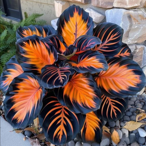 Хоста Сикрет Форест купить по цене от 601р. в интернет-магазине «Посадика» с доставкой почтой в в Московскийе и по всей России – [изображение №1].