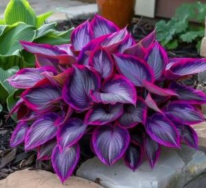 Хоста Сикрет Гарденс купить по цене от 549р. в интернет-магазине «Посадика» с доставкой почтой в в Московскийе и по всей России – [изображение №1].