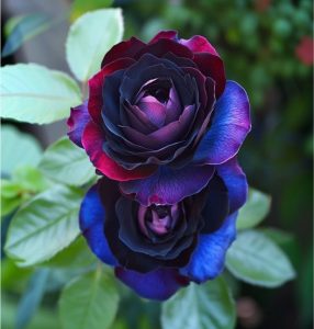 Роза Скарлет Рэвери купить по цене от 489р. в интернет-магазине «Посадика» с доставкой почтой в в Московскийе и по всей России – [изображение №1].