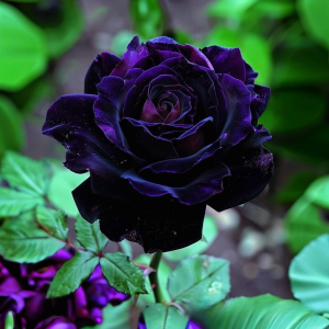 Роза Блэк Пантер купить по цене от 319р. в интернет-магазине «Посадика» с доставкой почтой в в Московскийе и по всей России – [изображение №1].