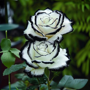 Роза Силк Ивин купить по цене от 319р. в интернет-магазине «Посадика» с доставкой почтой в в Московскийе и по всей России – [изображение №1].