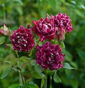 Роза Опаловый Пейзаж купить по цене от 490р. в интернет-магазине «Посадика» с доставкой почтой в в Московскийе и по всей России – [изображение №1].