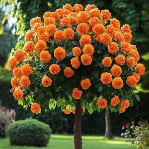 Роза Солнечный Шарм купить по цене от 349р. в интернет-магазине «Посадика» с доставкой почтой в в Московскийе и по всей России – [изображение №1].