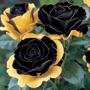 Роза Ханни Сикл купить по цене от 700р. в интернет-магазине «Посадика» с доставкой почтой в в Московскийе и по всей России – [изображение №1].