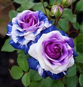 Роза Айвори Каскад купить по цене от 420р. в интернет-магазине «Посадика» с доставкой почтой в в Московскийе и по всей России – [изображение №1].