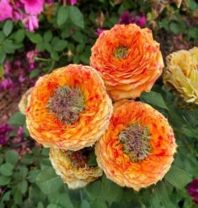 Роза Золотой Мираж купить по цене от 420р. в интернет-магазине «Посадика» с доставкой почтой в в Московскийе и по всей России – [изображение №1].